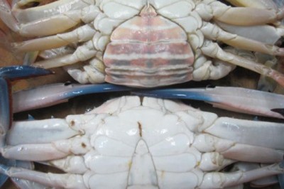 เลือกซื้อปูทะเลอย่างไรดี