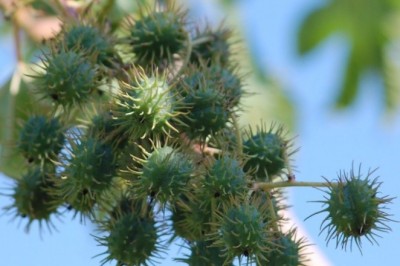 ละหุ่ง สรรพคุณและประโยชน์