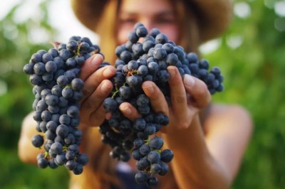 ไม่ปวดหลังเพราะองุ่นดำ