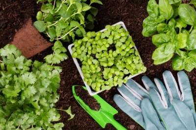 ปลูกผักสวนครัวสวยด้วยมือคุณ