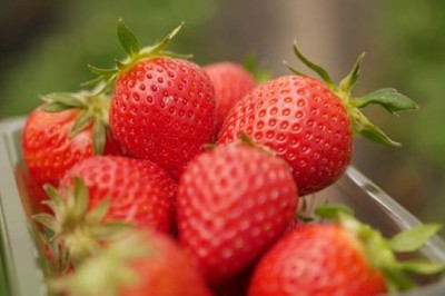 ไม่อยากขี้ลืมต้องกินสตรอเบอร์รี่