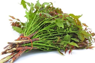 สะเดาลวกกับประโยชน์ที่น่าทึ่ง